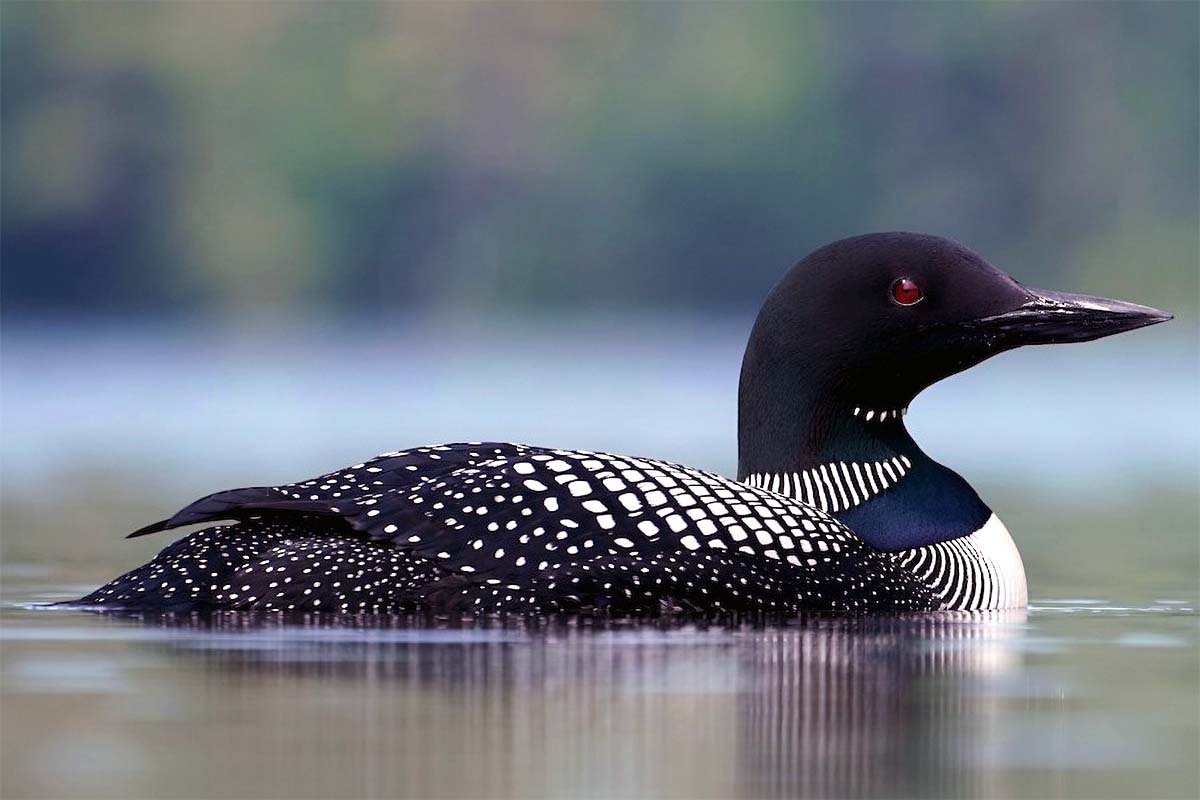 loon